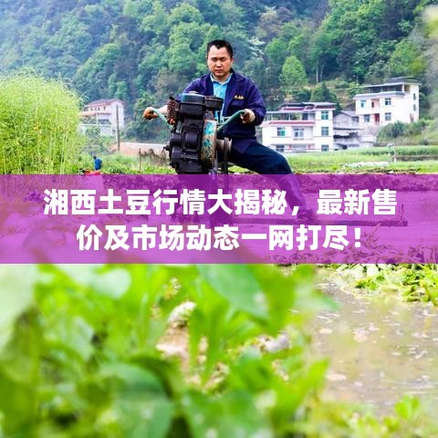 湘西土豆行情大揭秘，最新售价及市场动态一网打尽！