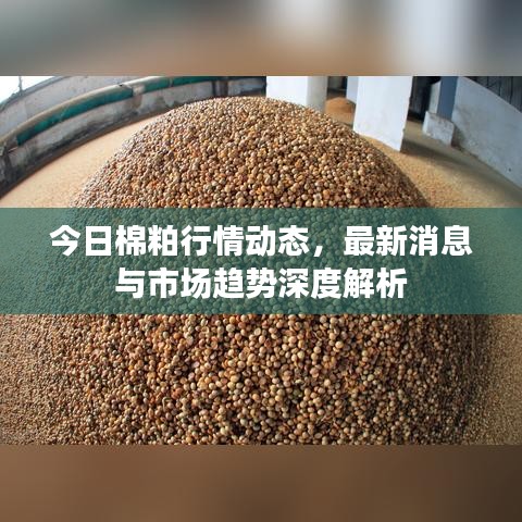 今日棉粕行情动态，最新消息与市场趋势深度解析