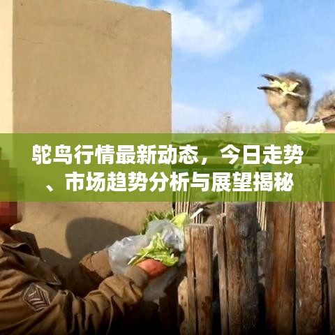 鸵鸟行情最新动态，今日走势、市场趋势分析与展望揭秘