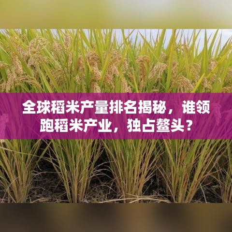 全球稻米产量排名揭秘，谁领跑稻米产业，独占鳌头？