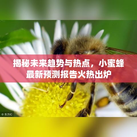 揭秘未来趋势与热点，小蜜蜂最新预测报告火热出炉