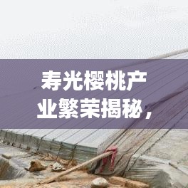 寿光樱桃产业繁荣揭秘，探寻新闻头条下的樱桃产业蓬勃发展之路