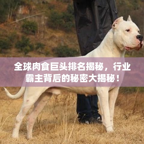 全球肉食巨头排名揭秘，行业霸主背后的秘密大揭秘！