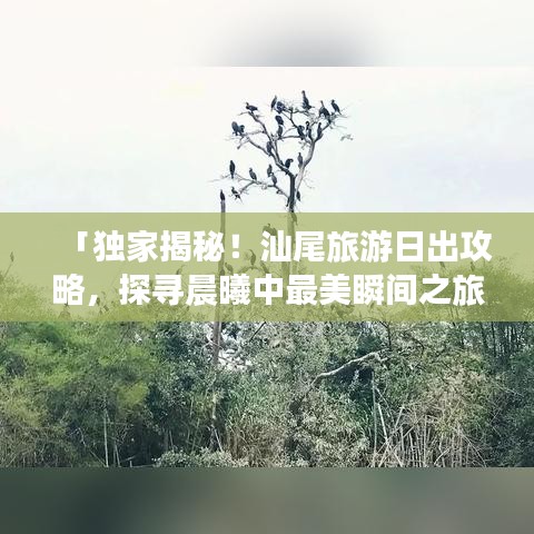 「独家揭秘！汕尾旅游日出攻略，探寻晨曦中最美瞬间之旅」