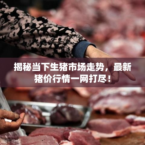 揭秘当下生猪市场走势，最新猪价行情一网打尽！
