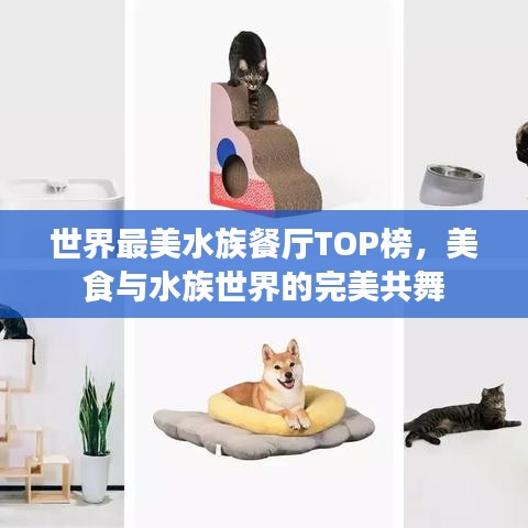 世界最美水族餐厅TOP榜，美食与水族世界的完美共舞