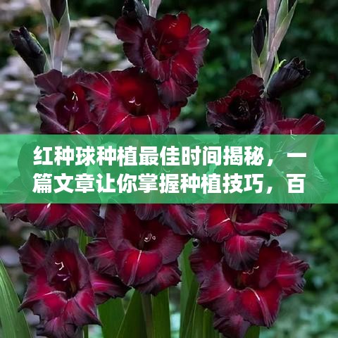 红种球种植最佳时间揭秘，一篇文章让你掌握种植技巧，百度权威解答！