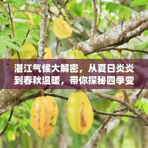 湛江气候大解密，从夏日炎炎到春秋温暖，带你探秘四季变迁！