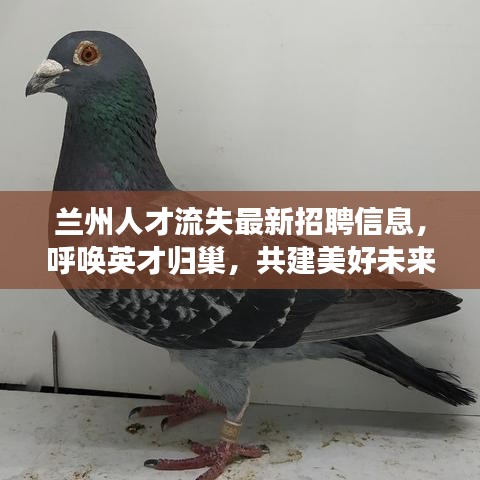 兰州人才流失最新招聘信息，呼唤英才归巢，共建美好未来