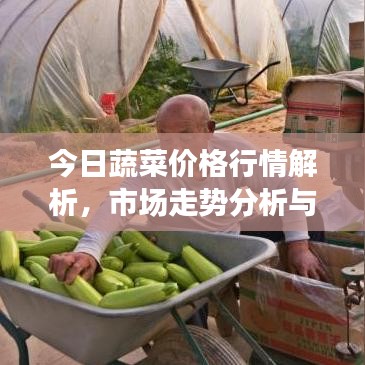 今日蔬菜价格行情解析,市场走势分析与未来预测
