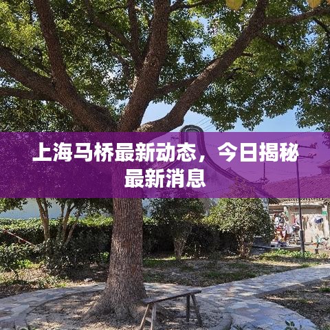 上海马桥最新动态，今日揭秘最新消息