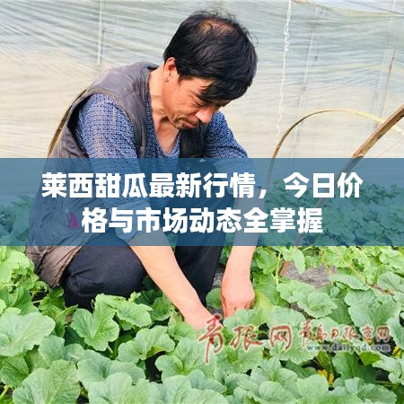 莱西甜瓜最新行情,今日价格与市场动态全掌握