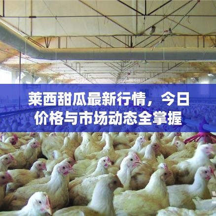 莱西甜瓜最新行情,今日价格与市场动态全掌握