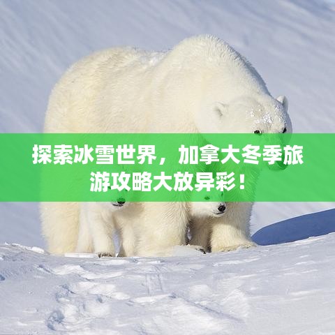 探索冰雪世界，加拿大冬季旅游攻略大放异彩！