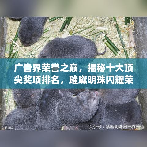 广告界荣誉之巅，揭秘十大顶尖奖项排名，璀璨明珠闪耀荣誉榜单！