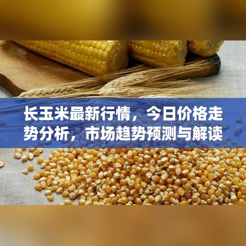 长玉米最新行情，今日价格走势分析，市场趋势预测与解读