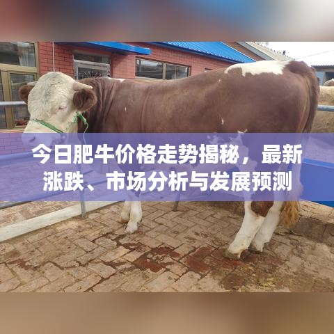 今日肥牛价格走势揭秘，最新涨跌、市场分析与发展预测