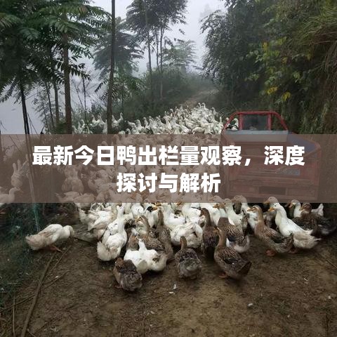 最新今日鸭出栏量观察，深度探讨与解析