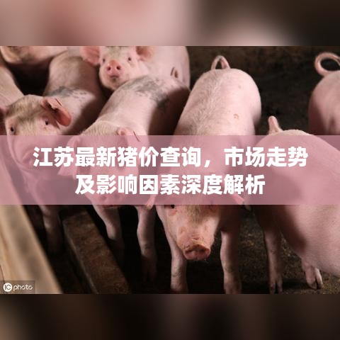 江苏最新猪价查询，市场走势及影响因素深度解析