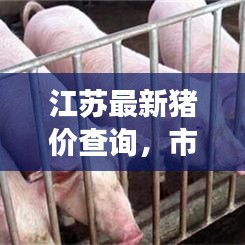 江苏最新猪价查询,市场走势及影响因素深度解析