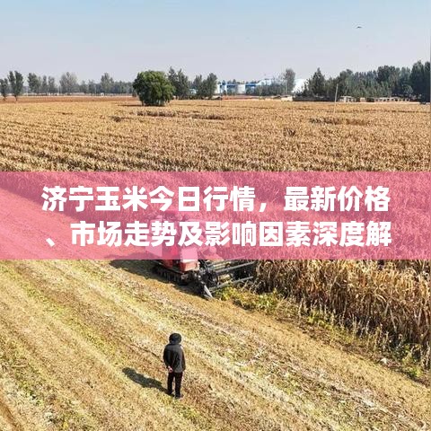 济宁玉米今日行情，最新价格、市场走势及影响因素深度解析