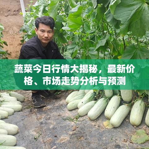 蔬菜今日行情大揭秘,最新价格、市场走势分析与预测