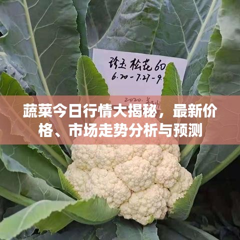 蔬菜今日行情大揭秘,最新价格、市场走势分析与预测