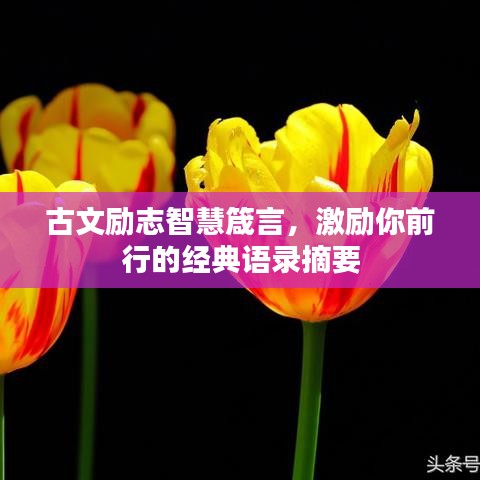 古文励志智慧箴言，激励你前行的经典语录摘要