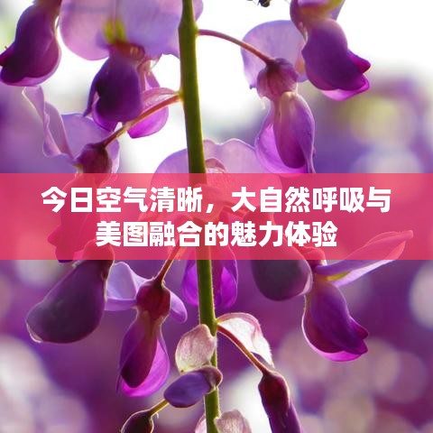 今日空气清晰,大自然呼吸与美图融合的魅力体验