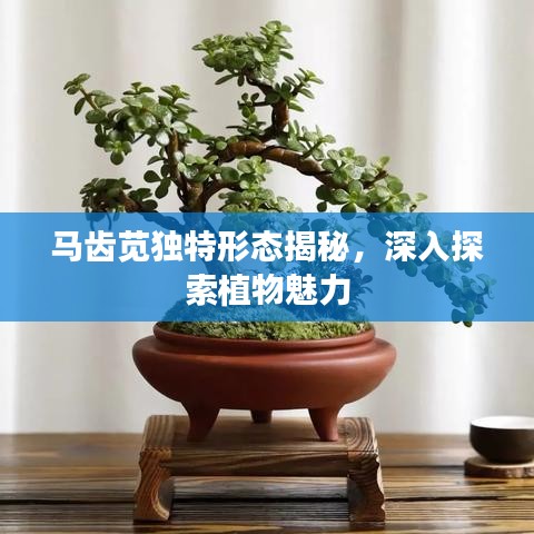 马齿苋独特形态揭秘,深入探索植物魅力