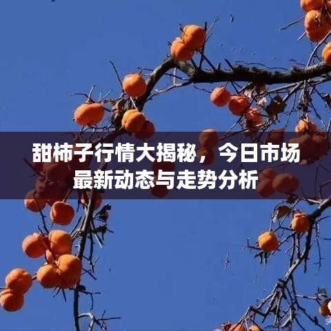 甜柿子行情大揭秘，今日市场最新动态与走势分析