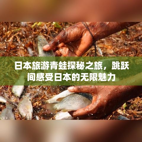 日本旅游青蛙探秘之旅，跳跃间感受日本的无限魅力