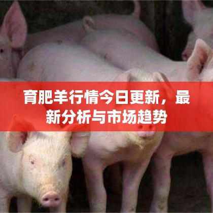 育肥羊行情今日更新，最新分析与市场趋势