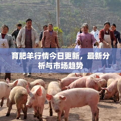 育肥羊行情今日更新,最新分析与市场趋势