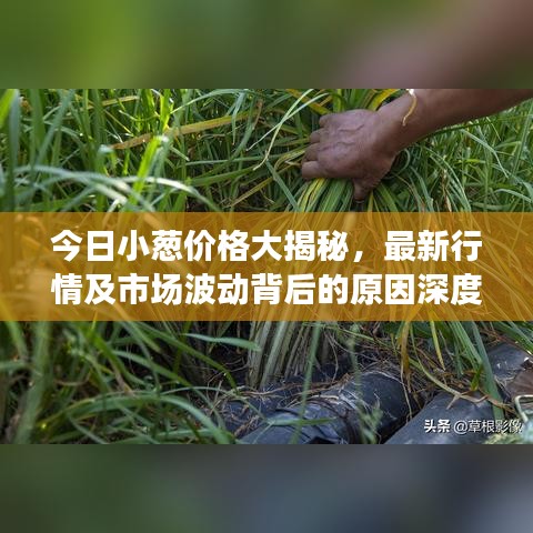 今日小葱价格大揭秘，最新行情及市场波动背后的原因深度解析