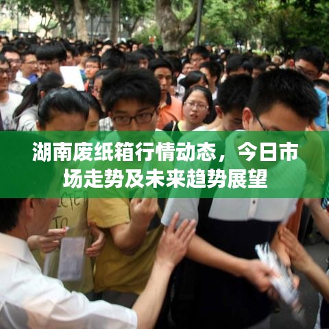 湖南废纸箱行情动态，今日市场走势及未来趋势展望