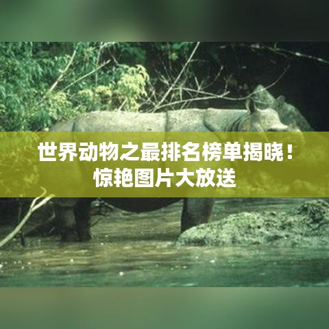 世界动物之最排名榜单揭晓！惊艳图片大放送