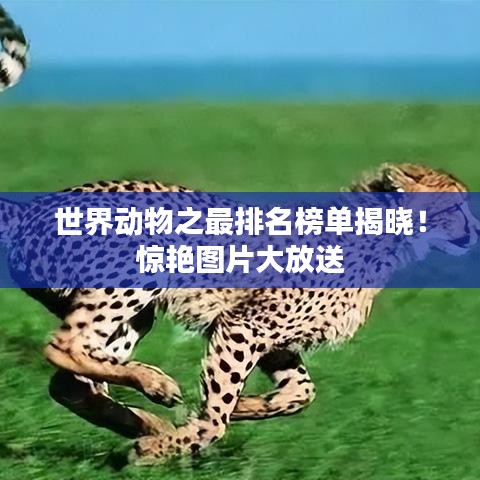 世界动物之最排名榜单揭晓!惊艳图片大放送