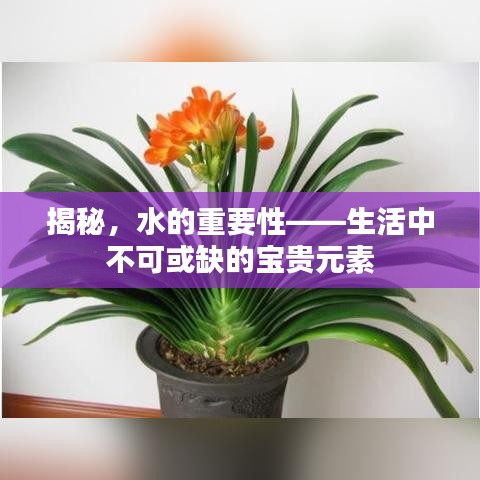 揭秘,水的重要性——生活中不可或缺的宝贵元素