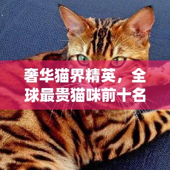 奢华猫界精英，全球最贵猫咪前十名排名揭秘