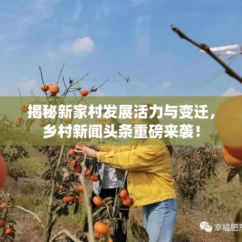 揭秘新家村发展活力与变迁，乡村新闻头条重磅来袭！