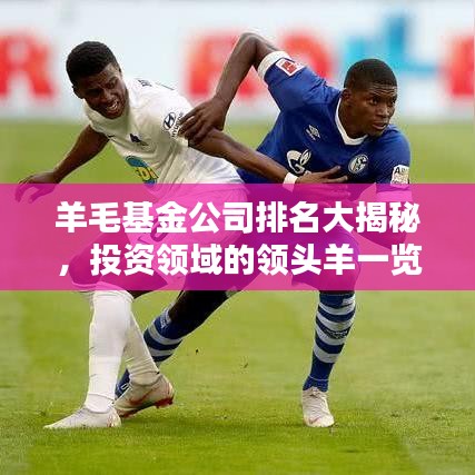 羊毛基金公司排名大揭秘，投资领域的领头羊一览无余