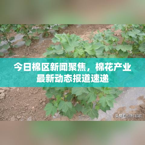 今日棉区新闻聚焦，棉花产业最新动态报道速递