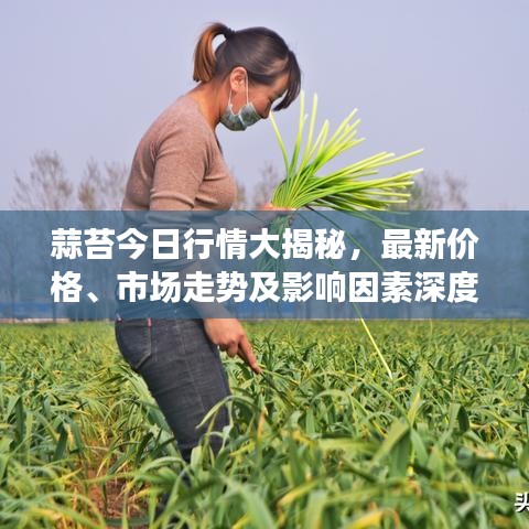 蒜苔今日行情大揭秘,最新价格、市场走势及影响因素深度解析