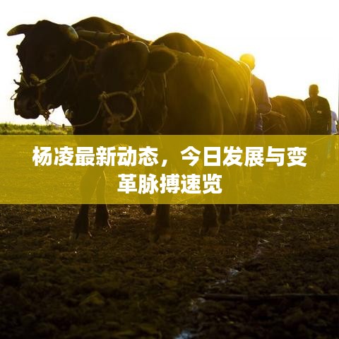 杨凌最新动态，今日发展与变革脉搏速览