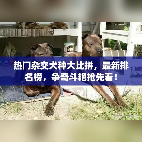 热门杂交犬种大比拼，最新排名榜，争奇斗艳抢先看！