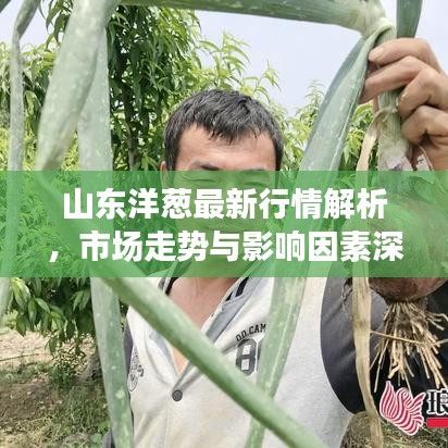 山东洋葱最新行情解析，市场走势与影响因素深度剖析