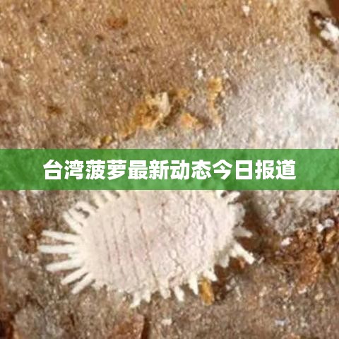 台湾菠萝最新动态今日报道