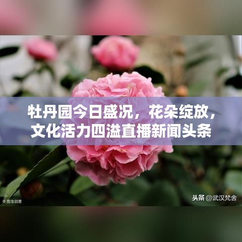 牡丹园今日盛况，花朵绽放，文化活力四溢直播新闻头条