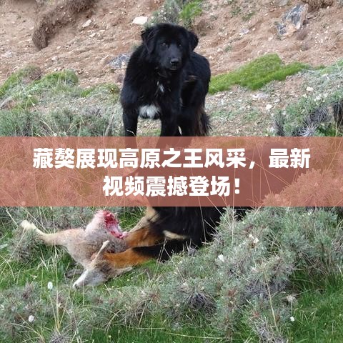 藏獒展现高原之王风采,最新视频震撼登场!